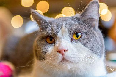 《合金装备1 2合集》Steam页面上线 10月24日发售